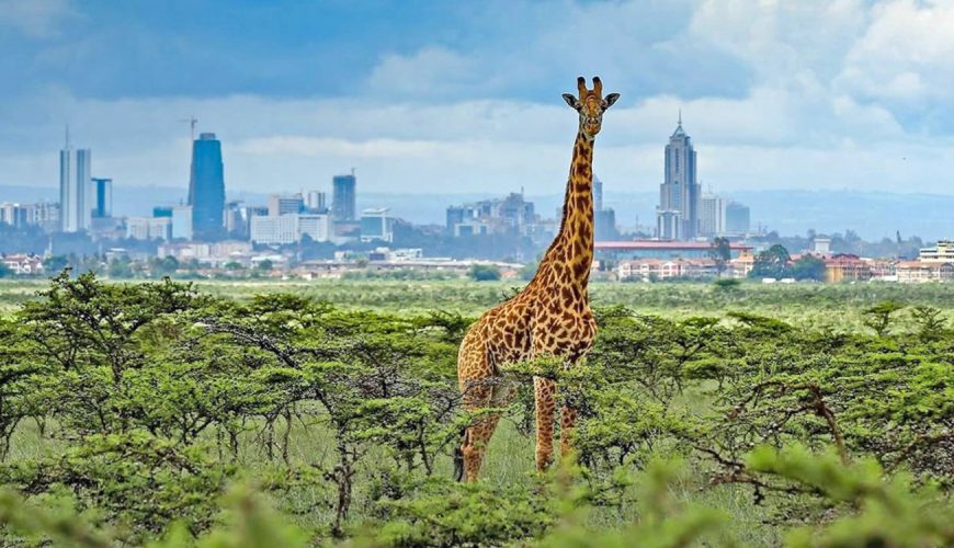 Nairobi national park game drive