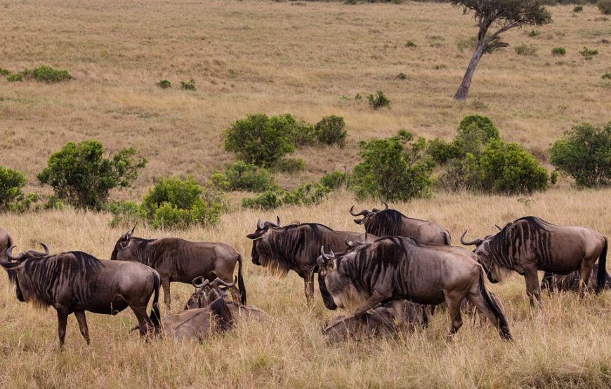 5 Kenya national parks – 6 day Jeep Safari