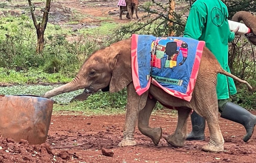 Nairobi National Park , Elephant Orphanage, Guided Day Tour