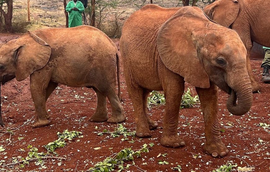 Nairobi National Park , Elephant Orphanage, Guided Day Tour