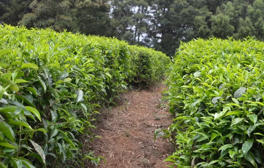 Nairobi: Tea Farm Day Trip with Lunch at kiambethu tea farm